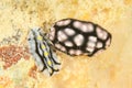 Nudibranches - Phyllidiella pustulosa and Phyllidiella varicosa