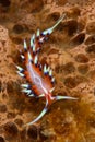 Nudibranchs