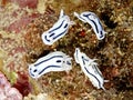 Nudibranchs, Chromodoris lochi Royalty Free Stock Photo