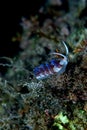 Nudibranchs cratena Royalty Free Stock Photo