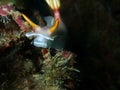 Closeup and macro shot of nudibranch Hypselodoris bullocki during leisure dive in Sabah, Borneo. Royalty Free Stock Photo