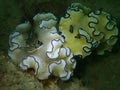 Close-up and macro shot mating nudibranch, the beauty of underwater world diving in Sabah, Borneo.