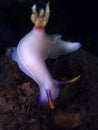 Hypselodoris bullocki. Nudibranchs