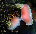 Nudibranchs, kind of like a sea slug, come in virtually every color and combination of colors and are extremely beautiful Royalty Free Stock Photo