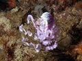 Nudibranchs laying eggs Royalty Free Stock Photo