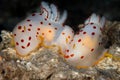 Nudibranchs Laying Eggs in Papua New Guinea Royalty Free Stock Photo