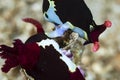 Nudibranchs Nembrotha chamberlaini mating Royalty Free Stock Photo