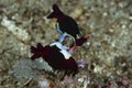 Nudibranchs Nembrotha chamberlaini mating