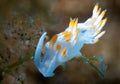 Nudibranchs in their habitat