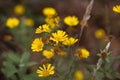 Nug flower Guizotia abyssinica