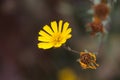 Nug flower Guizotia abyssinica