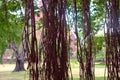 Bundle of nuga vines hanging on tree Royalty Free Stock Photo