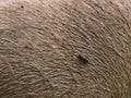 Nuisance Horsefly on Muddy Pig Skin