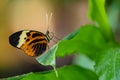 Numata longwing - Heliconius numata, beautiful orange butterfly