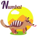 Numbat