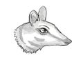 Numbat Endangered Wildlife Cartoon Retro Drawing