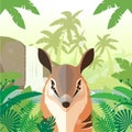 Numbat on the Jungle Background