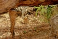 Numbat