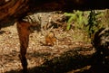 Numbat