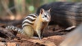 Numbat Myrmecobius fasciatus also noombat or walpurti, insectivorous diurnal marsupial generative ai