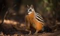 A beautiful photograph of The Numbat