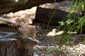 Numbat standing on a dead tree