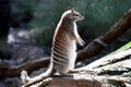 Numbat Royalty Free Stock Photo