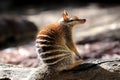 Numbat