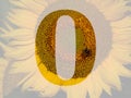 number 0 of the alphabet made with a sunflower