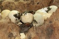 A number of baby Asiatic softshell turtles that have just hatched from eggs.