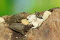 A number of baby Asiatic softshell turtles that have just hatched from eggs.