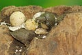 A number of baby Asiatic softshell turtles that have just hatched from eggs.