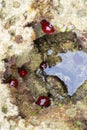 A number of the beadlet anemone or Actinia equina