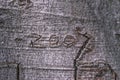 The 2007 number carved into the bark of a tree, Germany Royalty Free Stock Photo