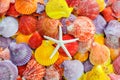 A number of Colorful Scallop seashell and sea star or starfish background Royalty Free Stock Photo