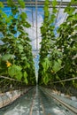 cucumbers in a greenhouse, growing vegetables, harvest
