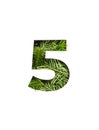 Number five made of spruce tree needles and paper cut in shape of fifth numeral isolated on white. Typeface of fir