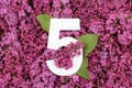 Number five shape on the purple Common Lilac Syringa vulgaris flowers background.