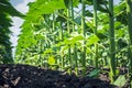 a number of flat, thick stems of a young sunflower, moderately fertilized and protected from diseases, insects and weeds