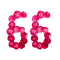 Number 66 from flowers of a red and pink rose on a white background. Typographic element for design. Royalty Free Stock Photo