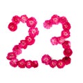 Number 23 from flowers of a red and pink rose on a white background. Typographical element for designtwenty twotwenty four Royalty Free Stock Photo