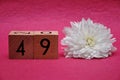 Number forty nine with a white aster Royalty Free Stock Photo
