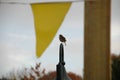 Little robin on a lamp pole (4 of 5)