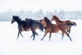 a number of horses running in the snow near trees behind Royalty Free Stock Photo