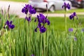 Number of Japanese Iris blooms in the garden