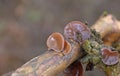 A number of Jew`s Ear Fungi Auricularia auricula-judae growing on a tree.