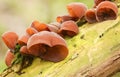 A number of Jew`s Ear Fungi Auricularia auricula-judae growing on a tree.