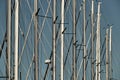 The number of masts of sailboats with the blue sky on a background, a sail regatta, reflection of masts on water, ropes