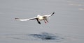 Number of Migratory birds sea gull rises