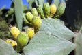 Prickly Pear Fruit on Cactus Royalty Free Stock Photo